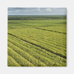 Íman Plantações de Cana-de-açúcar, Guiana