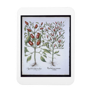 Íman Plantas da pimenta, 'do Hortus Eystettensi