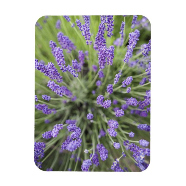Íman Plantas de lavanda (Vertical)