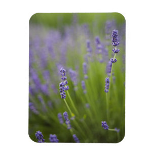 Íman Plantas de lavanda 2