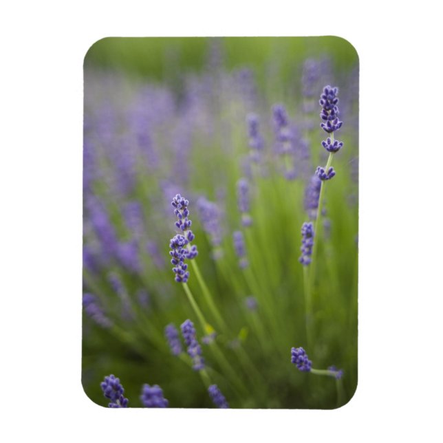 Íman Plantas de lavanda 2 (Vertical)