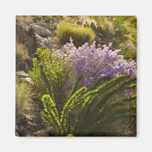 Íman plantas do deserto de Chihuahuan em flor