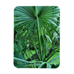 Íman Plantas tropicais na lagoa de sal