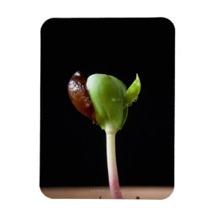 Íman Plântulas de Apple com escudo da semente