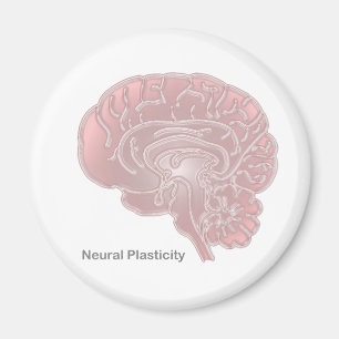 Íman Plasticidade Neural