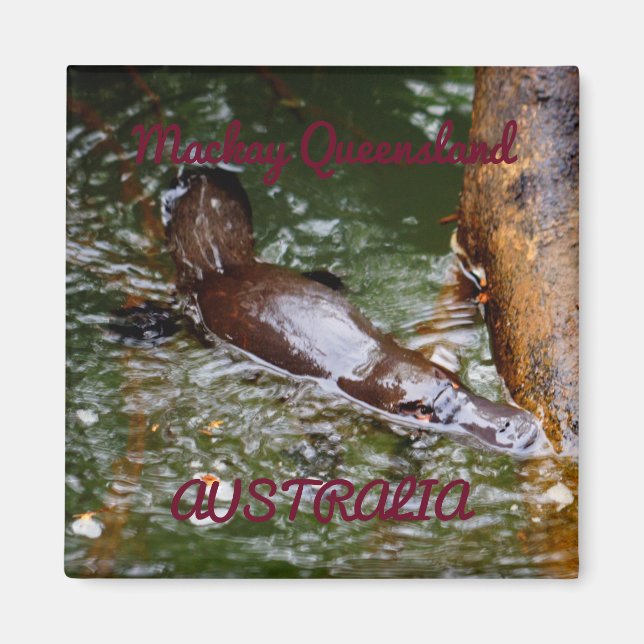 ÍMAN PLATYPUS EUNGELLA NATIONAL PARK AUSTRÁLIA (Frente)