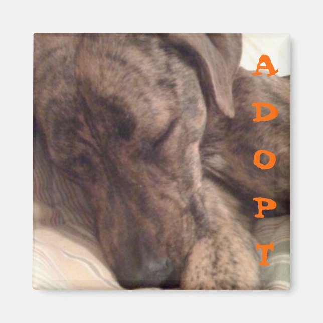 Íman Plott Hound Magnet (Frente)