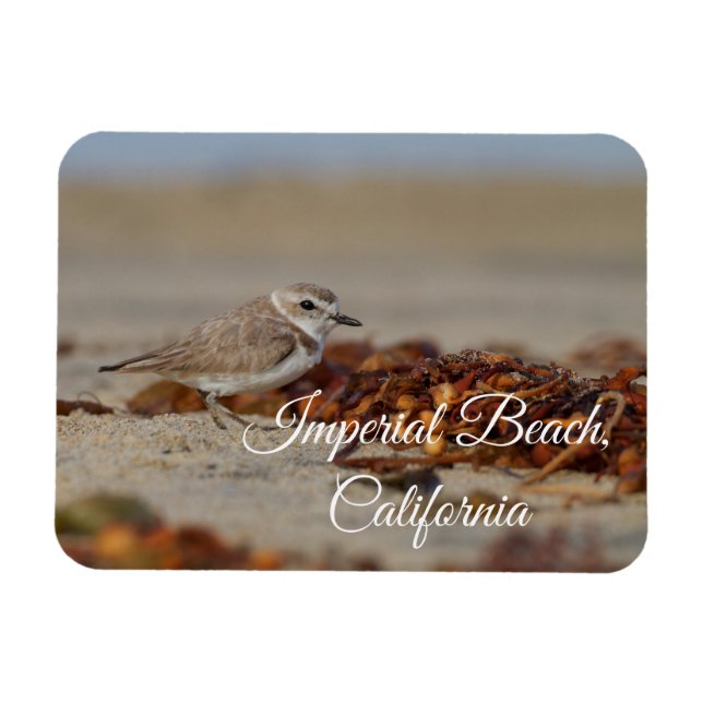 Íman Plover and Seaweed Imperial Beach, Califórnia (Horizontal)