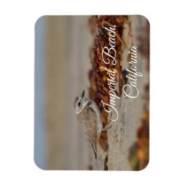 Íman Plover and Seaweed Imperial Beach, Califórnia