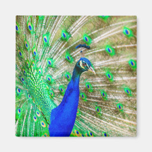 Íman Plumagem de Peacock