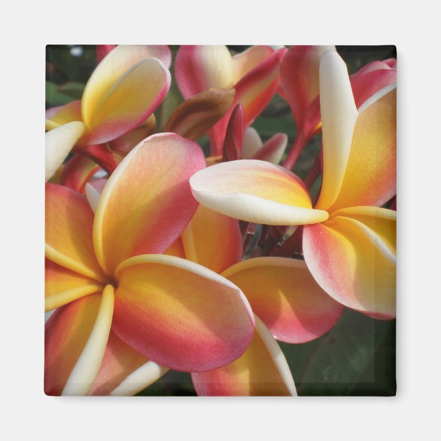 Íman plumeria (Frente)
