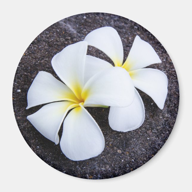 Íman Plumeria Branca Flor Frangipani Floral Lava Rock (Frente)