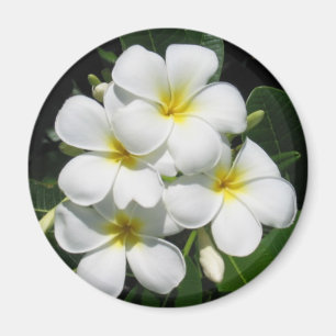 Íman Plumeria branco no ímã