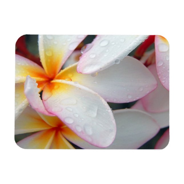 Íman Plumeria Flowers Magnet (Horizontal)