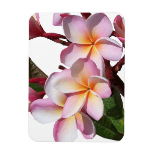 Íman Plumeria Flowers Premium Magnet