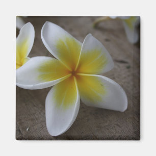 Íman Plumeria - Frangipani Fotografia Floral