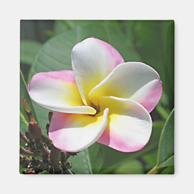 Íman Plumeria Magnet (Frente)