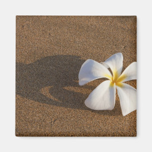 Íman Plumeria na praia arenosa, Maui, Havaí, EUA