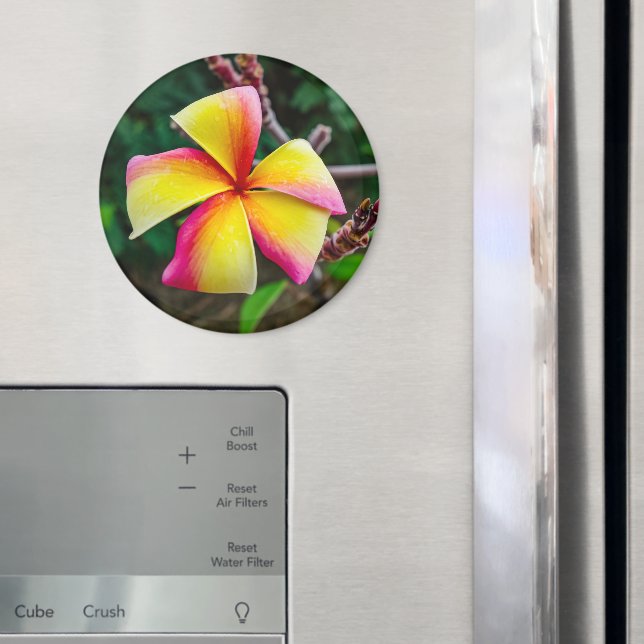 Íman Plumeria rubra (In Situ (Fridge))