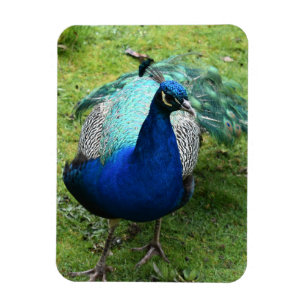 Íman Poder do Pavão Real