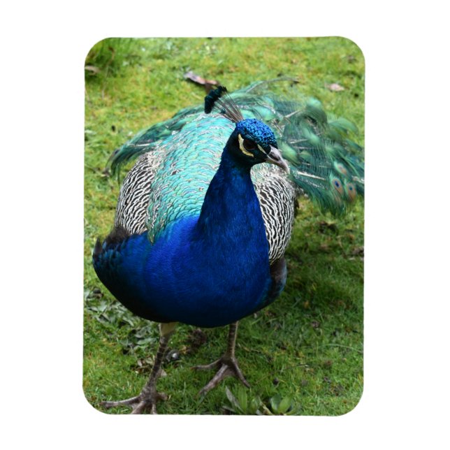 Íman Poder do Pavão Real (Vertical)