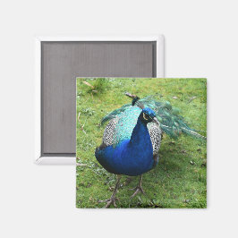 Íman Poder do Pavão Real