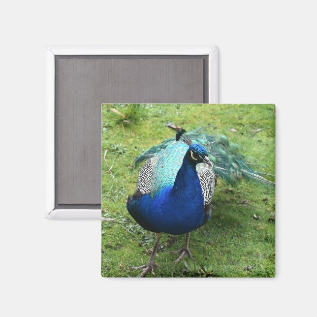 Íman Poder do Pavão Real (Front/Back)