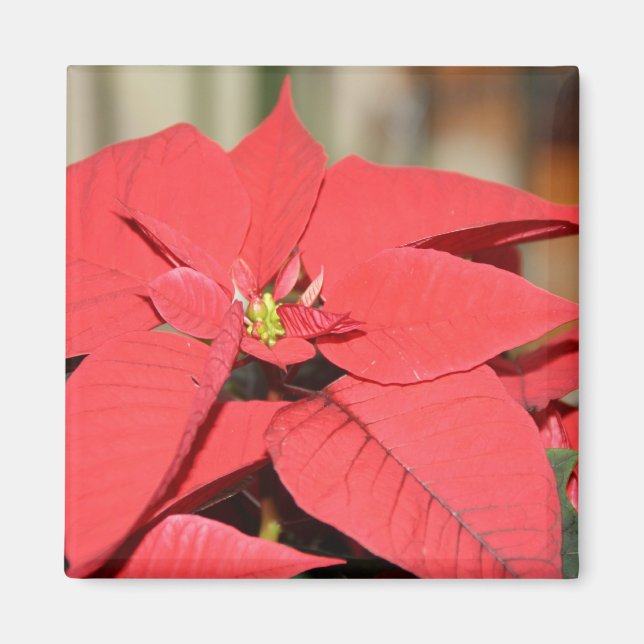 Íman Poinsettia (Frente)