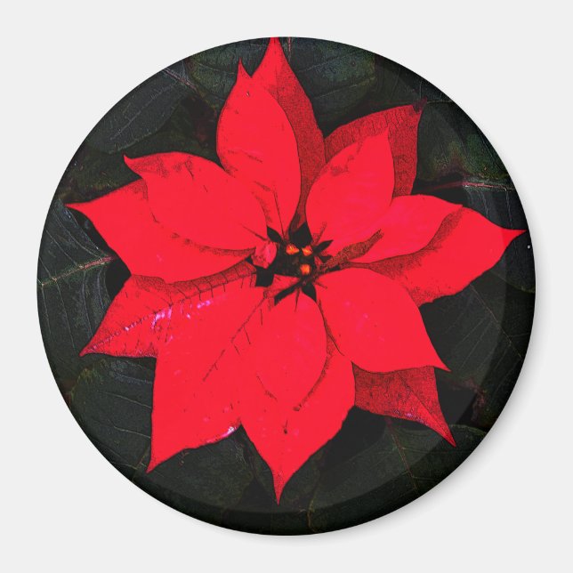 Íman Poinsettia 6078 (Frente)