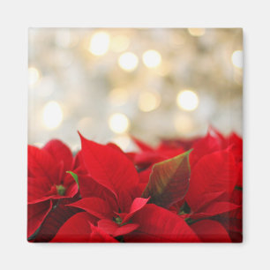 Íman Poinsettia Natal