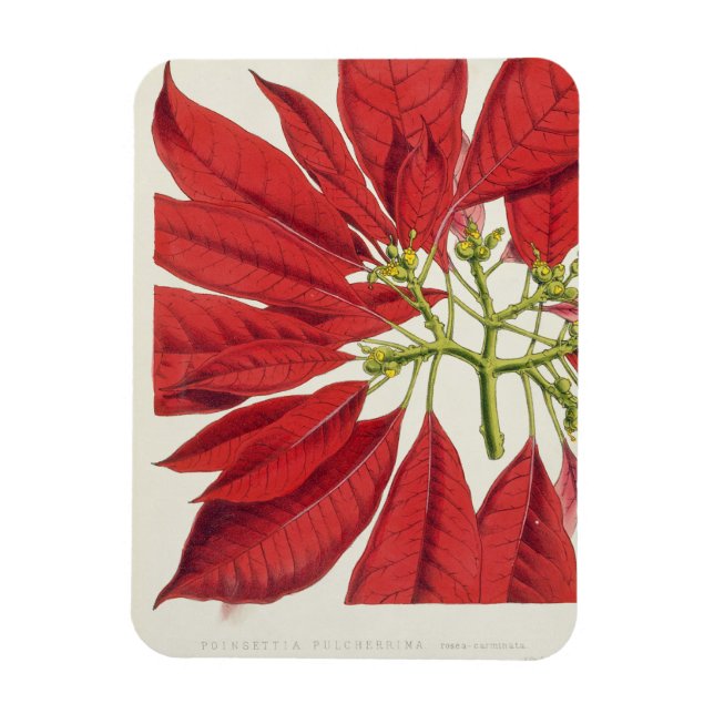 Íman Poinsettia Pulcherrima (lito colorido) (Vertical)