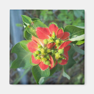 Íman Poinsettia selvagem