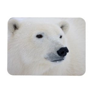Íman Polar Bear Churchill