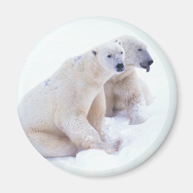 Íman Polar Bear Duo (Frente)