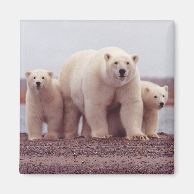 Íman Polar Bear Family (Frente)