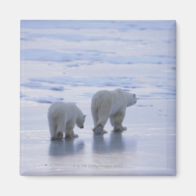 Íman Polar Bear Mãe e Cubo (Frente)