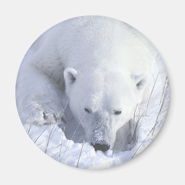 Íman Polar Bear Nap (Frente)