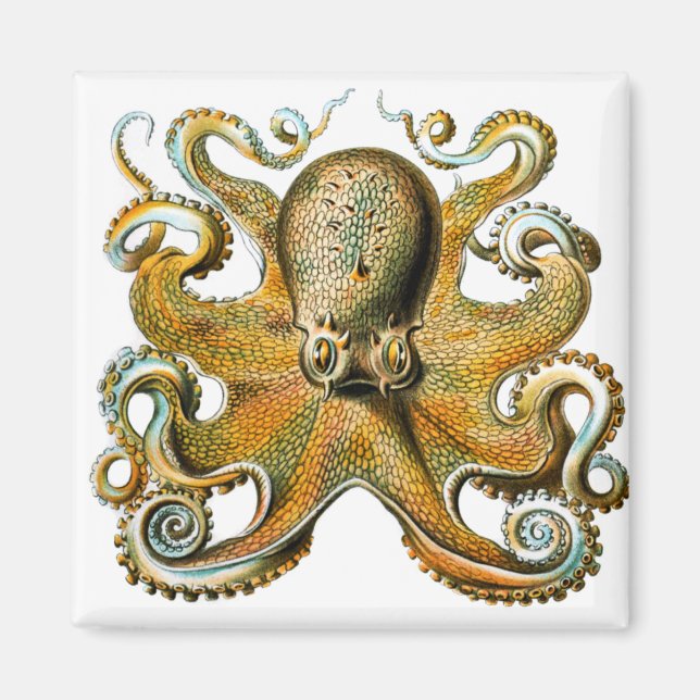 Íman polvo de ernst haeckel (Frente)
