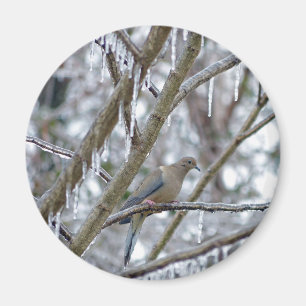 Íman Pomba de lamentação