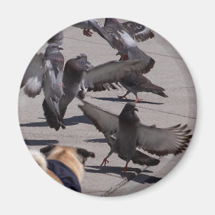 Íman Pombo
