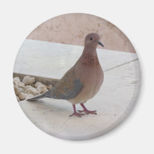 Íman pombo