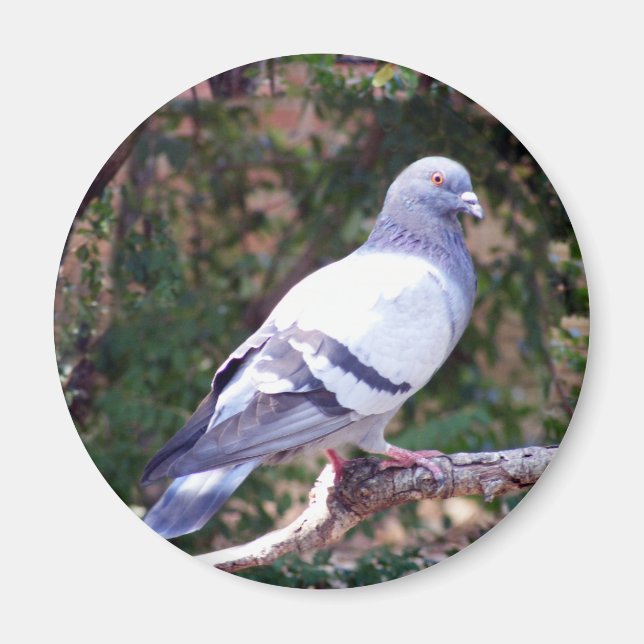 Íman Pombo bonito (Frente)