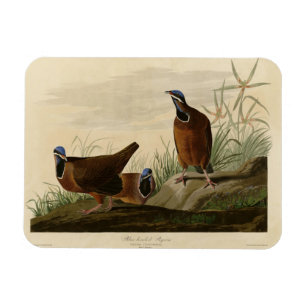 Íman Pombo-de-cabeça-azul das Aves da América de Audubo