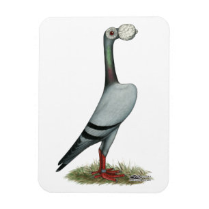 Íman Pombo de portador 2012