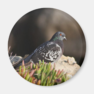 Íman Pombo empoleirado num pântano