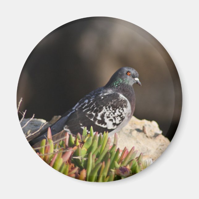 Íman Pombo empoleirado num pântano (Frente)