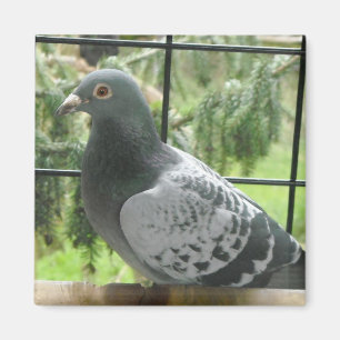 Íman Pombo perfeito