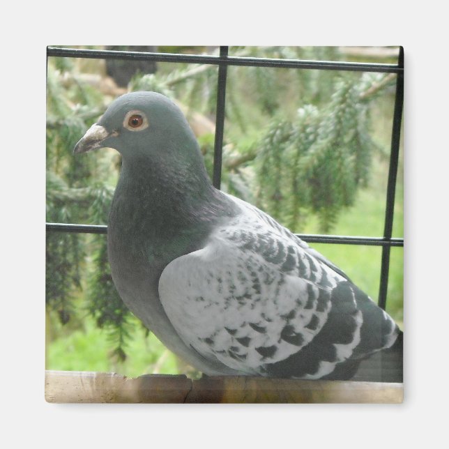 Íman Pombo Perfeito (Frente)