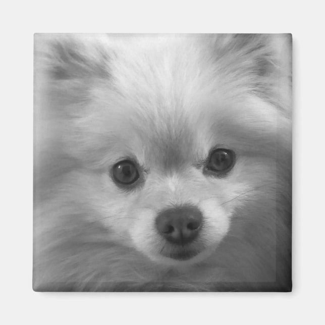 Íman Pomerânia Bonita Adoravelmente (Frente)