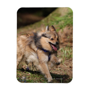 Íman Pomerânia Correndo com Harness ativada